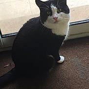 Chaussette participe au concours pour gagner de l'argent avec cette photo : aegean_cat, black_and_white, black_cat, carnivore, cat, domestic_short_haired_cat, european_shorthair, eye, felidae, floor, flooring, fur, kitten, leg, polydactyl_cat, small_to_medium_sized_cats, tail, whiskers