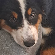 Cookie participe au concours pour gagner de l'argent avec cette photo : puppy, dog, close_up, resting, cushion, furry, black, white, brown, face, sleepy, pet, animal, indoor, cute, soft, nose, ears, young, cozy