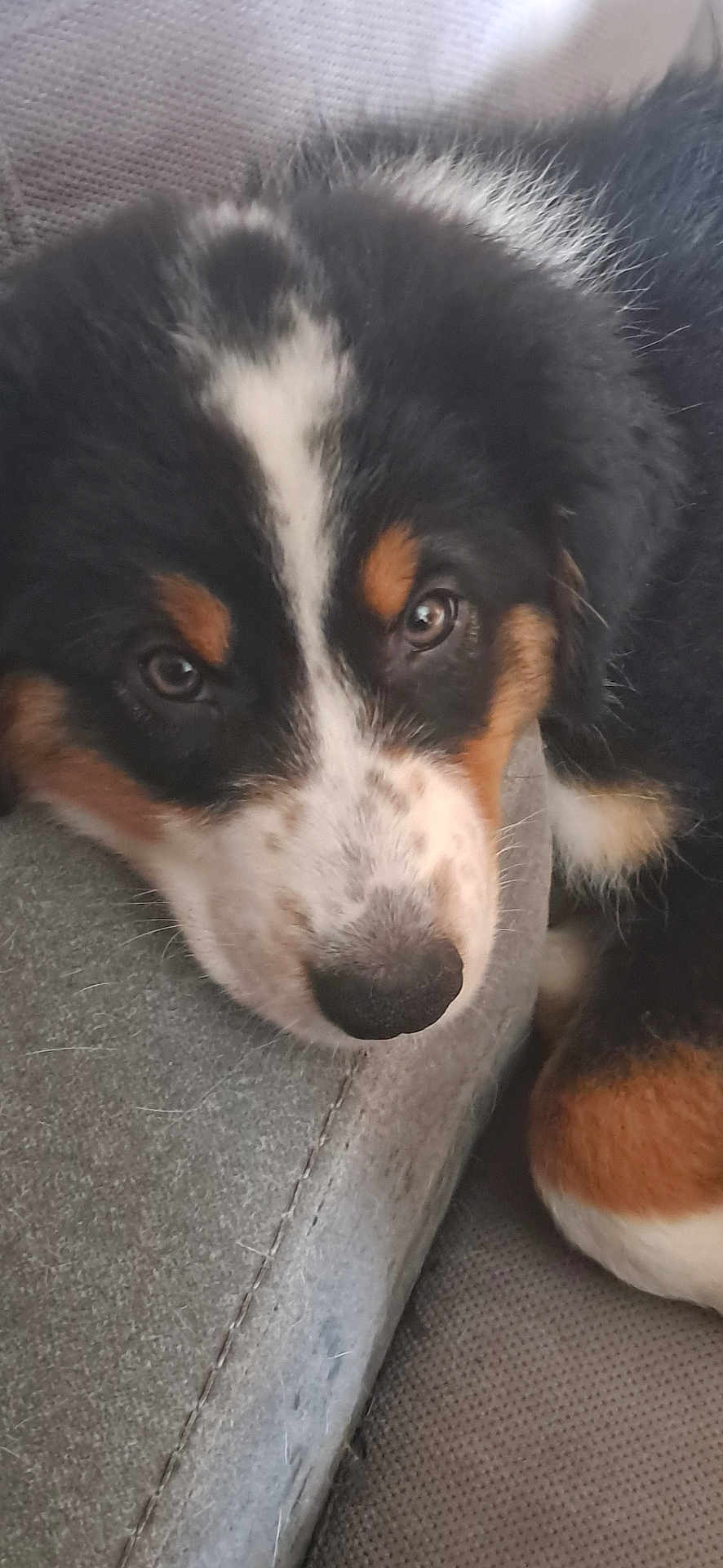 Cookie participe au concours pour gagner de l'argent avec cette photo : puppy, dog, close_up, resting, cushion, furry, black, white, brown, face, sleepy, pet, animal, indoor, cute, soft, nose, ears, young, cozy