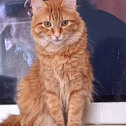 Cinnabon joined the competition — help win amazing prizes! cat, orange_cat, tabby, fluffy_fur, sitting, windowsill, indoor, pet, animal, feline, portrait, looking_at_camera, alert, whiskers, tail, fur_texture, domestic_cat, cute, calm, window