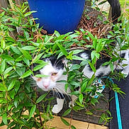 Margo is registered to the contest to win money with this photo: cat, plant, leaves, greenery, blue_pot, wooden_deck, outdoor, pet, animal, black_and_white, tail, whiskers, curious, feline, nature, foliage, exploration, blurred_face, vines, home_garden