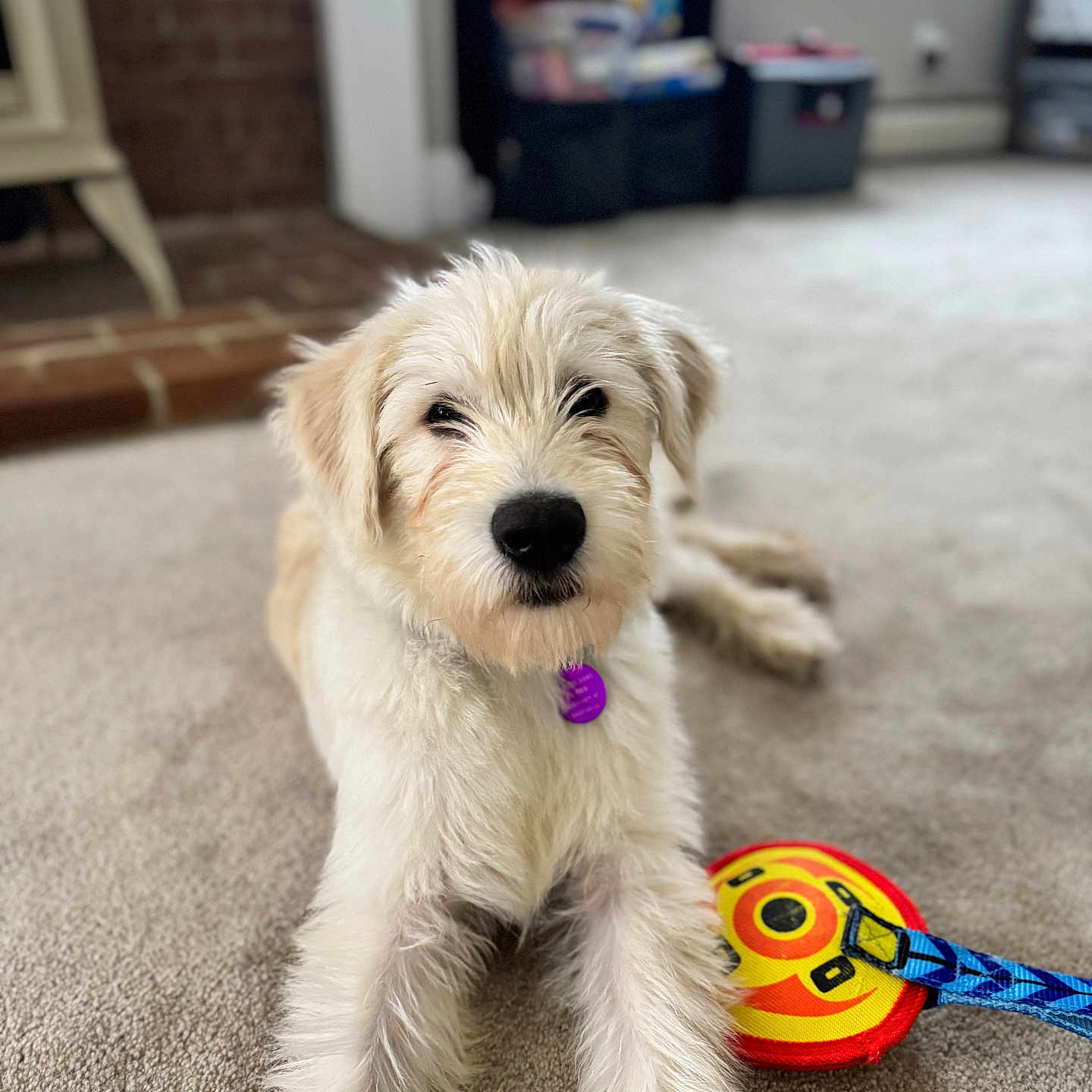 Jake joined the competition — help win amazing prizes! animal, blurred_background, calm, carpet, close_up, collar, dog, domestic, focus, furry, house, indoor, laying_down, leash, light_colored, pet, puppy, shelf, toy, window
