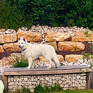 Vasco participe au concours pour gagner de l'argent avec cette photo : animal, backyard, bench, canine, collar, daylight, dog, fur, garden, grass, greenery, landscape, mammal, nature, outdoor, park, pet, standing, stone_wall, white_dog
