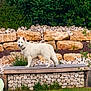 animal, backyard, bench, canine, collar, daylight, dog, fur, garden, grass, greenery, landscape, mammal, nature, outdoor, park, pet, standing, stone_wall, white_dog
