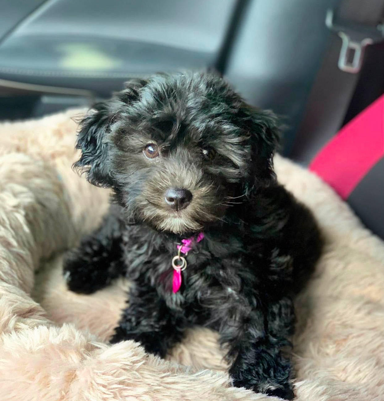 Boba joined the competition — help win amazing prizes! canidae, carnivore, companion_dog, dog, dog_breed, dog_collar, dog_supply, fur, mal_shi, poodle, shih_poo, small_terrier, snout, sporting_group, terrestrial_animal, terrier, toy_dog, water_dog, working_animal, yorkipoo