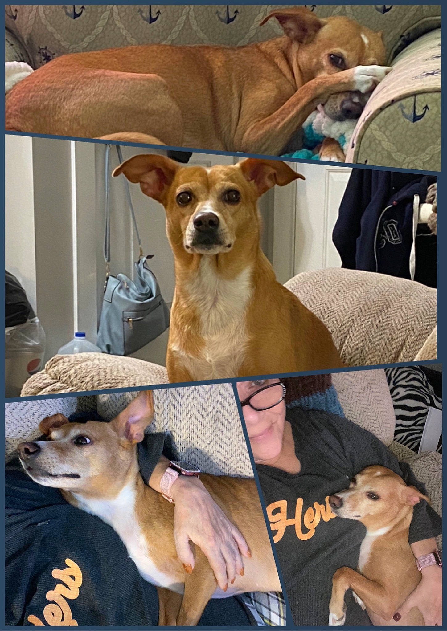 Sunny is registered to the contest to win money with this photo: ancient_dog_breeds, art, canidae, carnivore, companion_dog, dog, dog_breed, dog_supply, eyewear, fawn, fur, illustration, pattern, photo_caption, snout, sporting_group, sunglasses, terrestrial_animal, toy_dog, working_animal