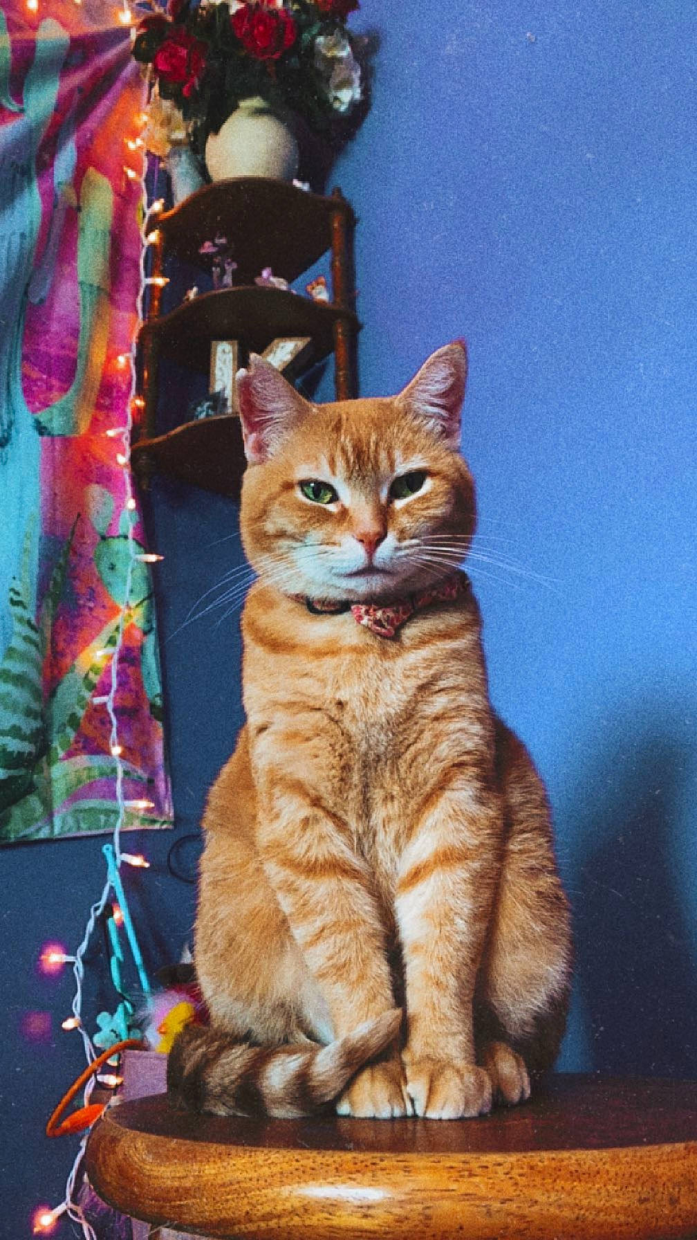 Elsa is registered to the contest to win money with this photo: art, carnivore, cat, chair, curtain, domestic_short_haired_cat, door, fawn, felidae, fur, magenta, paw, sitting, small_to_medium_sized_cats, snout, tail, tree, whiskers, window, wood