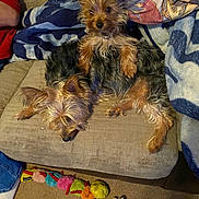 Annie And Haley is registered to the contest to win money with this photo: blanket, carpet, companion, couch, cute, dog, fur, home, indoor, nap, pet, pillow, plush_toy, puppy, relaxed, sleeping, sofa, stacked, toy, yorkshire_terrier