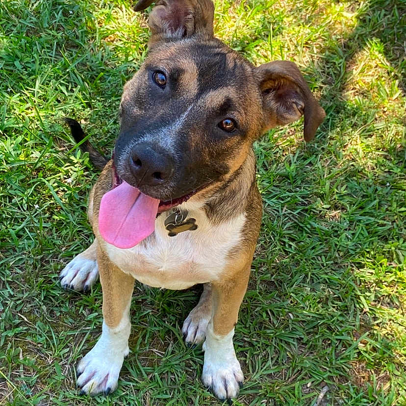 Cooper Lee is registered to the contest to win money with this photo: animal, ball, bodypart, boxer, bulldog, canine, dog, field, grass, grassland, hound, lawn, mouth, nature, outdoors, person, pet, pitbull, plant, puppy