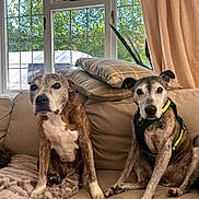 Rupert joined the competition — help win amazing prizes! dog, canine, pet, couch, sofa, indoor, window, curtain, cushion, blanket, fur, brown, white, sitting, looking, domestic, companion, animal, relaxed, home