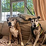 dog, canine, pet, couch, sofa, indoor, window, curtain, cushion, blanket, fur, brown, white, sitting, looking, domestic, companion, animal, relaxed, home