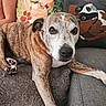 Rupert joined the competition — help win amazing prizes! dog, brindle, couch, pillow, indoor, pet, relaxed, animal, canine, furniture, home, comfort, resting, closeup, mammal, domestic_animal, snout, fur, paw, living_room