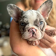 Aiko participe au concours pour gagner de l'argent avec cette photo : french_bulldog, puppy, dog, blue_eyes, close_up, pet, cute, animal, face, ears, nose, person, holding, blurred_background, indoor, portrait, smile, hands, young, domestic_animal