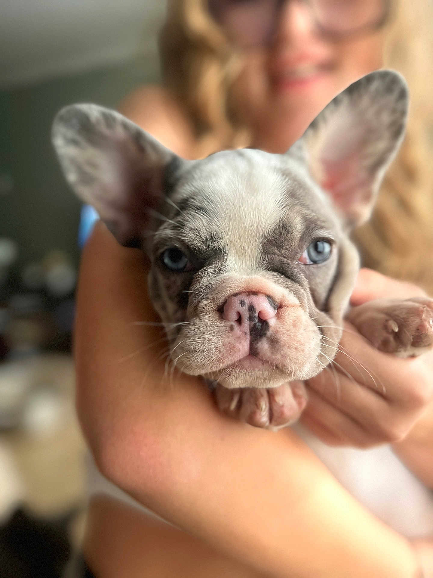 Aiko participe au concours pour gagner de l'argent avec cette photo : french_bulldog, puppy, dog, blue_eyes, close_up, pet, cute, animal, face, ears, nose, person, holding, blurred_background, indoor, portrait, smile, hands, young, domestic_animal