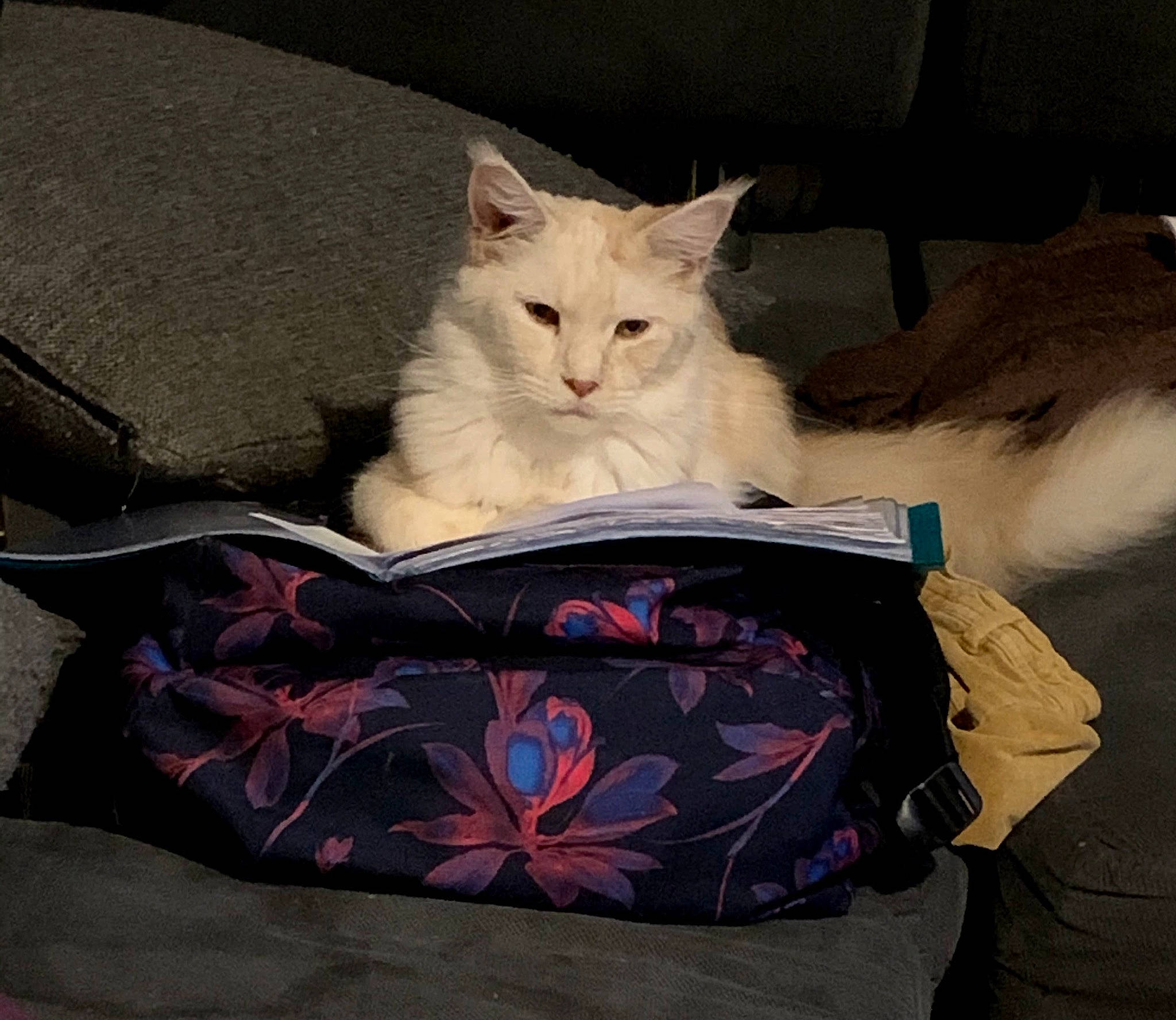 Penny participe au concours pour gagner de l'argent avec cette photo : asian, burmilla, carnivore, cat, colorpoint_shorthair, domestic_long_haired_cat, domestic_short_haired_cat, european_shorthair, felidae, fur, kitten, lap, mammal, ragamuffin, ragdoll, small_to_medium_sized_cats, turkish_angora, turkish_van, whiskers