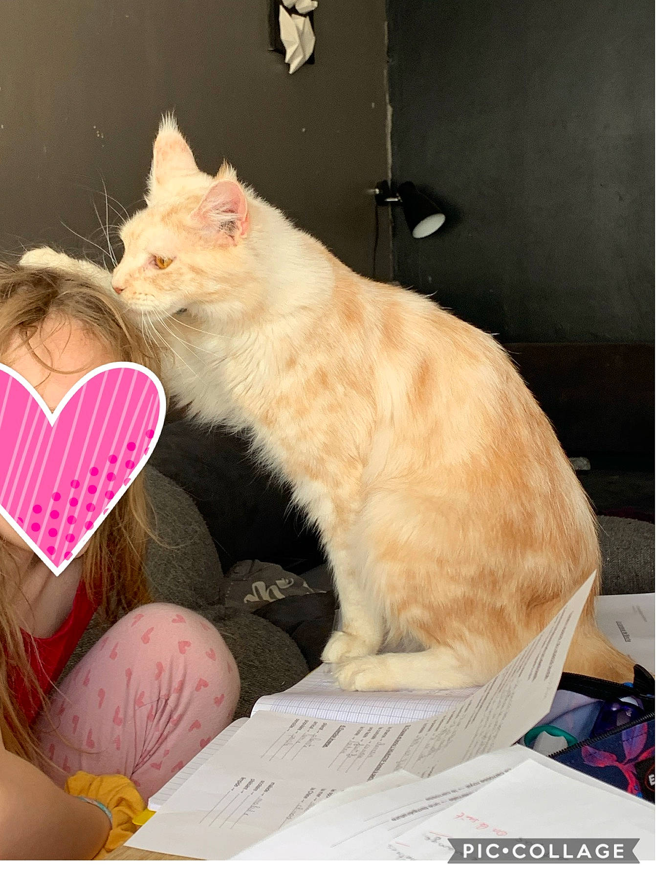 Penny participe au concours pour gagner de l'argent avec cette photo : asian, carnivore, cat, ear, european_shorthair, felidae, fur, kitten, mammal, norwegian_forest_cat, photo_caption, pink, small_to_medium_sized_cats, turkish_angora, whiskers