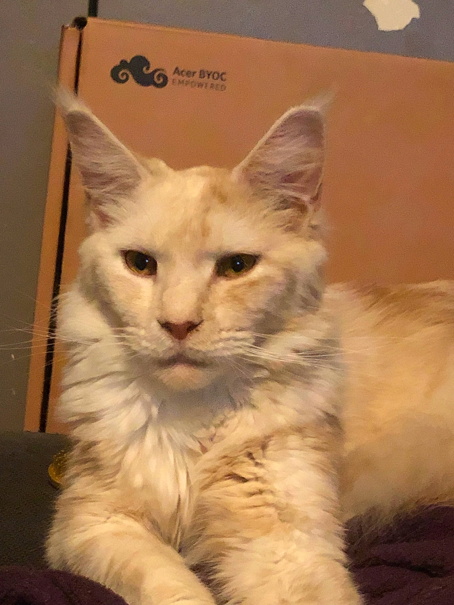 Penny a rejoint le concours — aidez-le/la à gagner de superbes lots ! asian, asian_semi_longhair, british_semi_longhair, burmilla, carnivore, cat, domestic_long_haired_cat, fawn, felidae, javanese, kitten, maine_coon, mammal, oriental_longhair, ragamuffin, ragdoll, small_to_medium_sized_cats, turkish_angora, vertebrate, whiskers