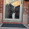 Jaxs joined the competition — help win amazing prizes! cat, door, glass, reflection, sky, house, brick_wall, sunset, urban, mat, window, pet, animal, outdoor, architecture, front_door, building, curious, feline, daylight