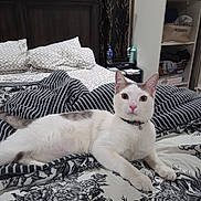 Jaxs joined the competition — help win amazing prizes! cat, bed, bedding, pillow, striped, floral, white_cat, gray_spots, indoor, furniture, headboard, closet, shelf, curious, pet, domestic_animal, relaxed, pink_nose, eyes, collar