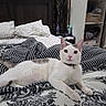 cat, bed, bedding, pillow, striped, floral, white_cat, gray_spots, indoor, furniture, headboard, closet, shelf, curious, pet, domestic_animal, relaxed, pink_nose, eyes, collar