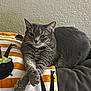 Cheech is registered to the contest to win money with this photo: cat, tabby, gray_cat, feline, pet, whiskers, ears, eyes, paws, blanket, striped_blanket, halloween, couch, sofa, indoor, wall, relaxed, portrait, looking_at_camera, cozy