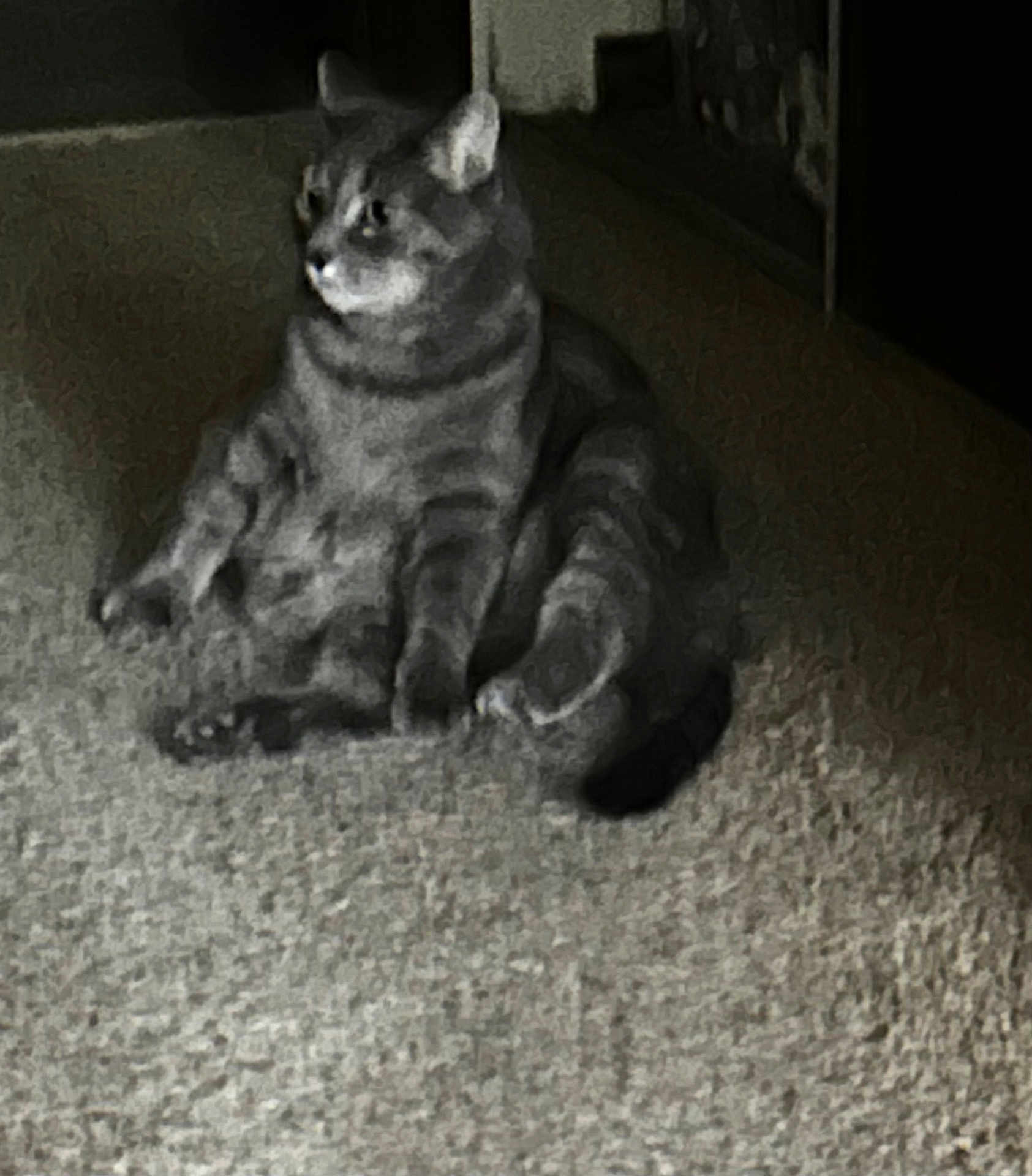 Cheech joined the competition — help win amazing prizes! cat, tabby_cat, pet, indoor, carpet, sitting, chubby_cat, stripes, feline, whiskers, ears, paws, tail, cozy, shadow, doorway, floor, looking_away, grayscale, blurred