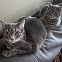 cat, cats, gray_cat, tabby, pair, couch, sofa, indoor, pet, whiskers, fur, eyes, relaxed, lounging, portrait, closeup, home, furniture, two_animals, cozy