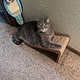 cat, gray_tabby, pet, indoor, carpet, scratching_pad, cat_toy, textured_wall, wall, whiskers, green_eyes, paw, ears, furniture, loaf, relaxed, portrait, home, carpeted_floor, curiosity