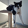 Raya participe au concours pour gagner de l'argent avec cette photo : cat, black_and_white_cat, pet, animal, feline, cat_tree, scratching_post, hanging_legs, lounging, relaxed, indoor, sunlight, shadow, tiled_floor, wall, corner, plush_toy, plaything, portrait, funny_pose