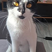 Raya a rejoint le concours — aidez-le/la à gagner de superbes lots ! cat, black_and_white, bicolor, sitting, indoors, portrait, close_up, pet, feline, whiskers, heterochromia, golden_eyes, pointed_ears, fur, white_chest, paws, couch, home, background_lights, photography