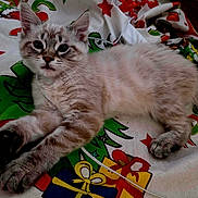 Frost joined the competition — help win amazing prizes! kitten, cat, feline, pet, animal, lying_down, fluffy, striped, close_up, indoor, blanket, holiday_theme, colorful, stars, gifts, paw, whiskers, cute, young, relaxed