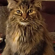 Pretty Kitty joined the competition — help win amazing prizes! cat, fluffy, long_hair, indoor, pet, animal, feline, portrait, looking, sitting, whiskers, ears, face, eyes, fur, domestic, cute, mammal, furry, house