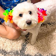Chloe joined the competition — help win amazing prizes! animal, blue_shirt, carpet, colorful_flowers, cute, decorations, dog, flower_crown, fluffy, friendly, fur, hand, indoor, kneeling, looking_at_camera, person, pet, small_dog, tropical_pattern, white_dog