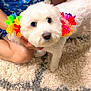 animal, blue_shirt, carpet, colorful_flowers, cute, decorations, dog, flower_crown, fluffy, friendly, fur, hand, indoor, kneeling, looking_at_camera, person, pet, small_dog, tropical_pattern, white_dog