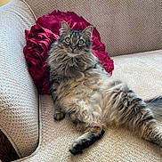 Merry joined the competition — help win amazing prizes! cat, fluffy, tabby, couch, red_pillow, indoor, pet, furry, relaxed, wide_eyes, feline, domestic_cat, comfortable, home, resting, soft_texture, curious, sitting, fur, whiskers