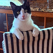 Geordie joined the competition — help win amazing prizes! animal, black_and_white, cat, close_up, curious, cute, domestic_animal, ears, face, feline, granite_countertop, indoor, kitchen, looking, paws, pet, striped_chair, sunlight, whiskers, wooden_furniture