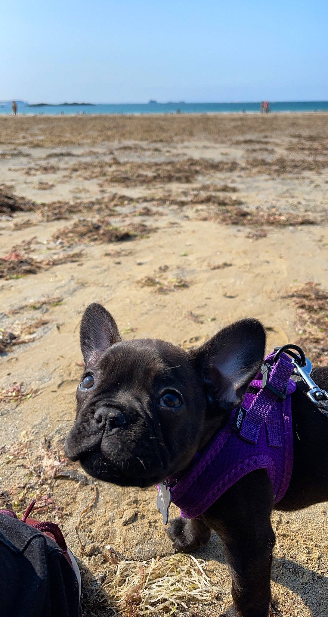 Sanga participe au concours pour gagner de l'argent avec cette photo : beach, bulldog, carnivore, collar, companion_dog, dog, dog_breed, fawn, landscape, luggage_and_bags, mammal, sand, sky, snout, sporting_group, travel, vertebrate, water, working_animal, wrinkle