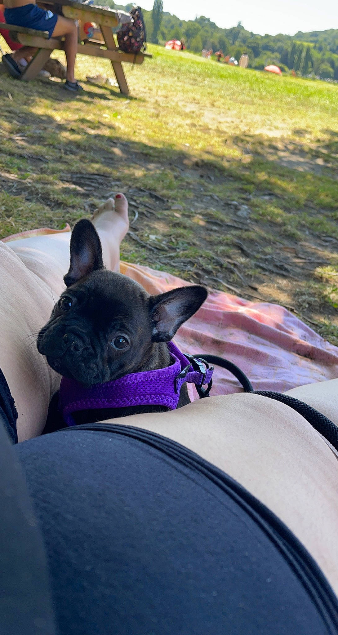 Sanga participe au concours pour gagner de l'argent avec cette photo : carnivore, collar, comfort, companion_dog, dog, dog_breed, fawn, felidae, grass, light, plant, pug, purple, small_to_medium_sized_cats, snout, sporting_group, tail, toy_dog, whiskers, working_animal