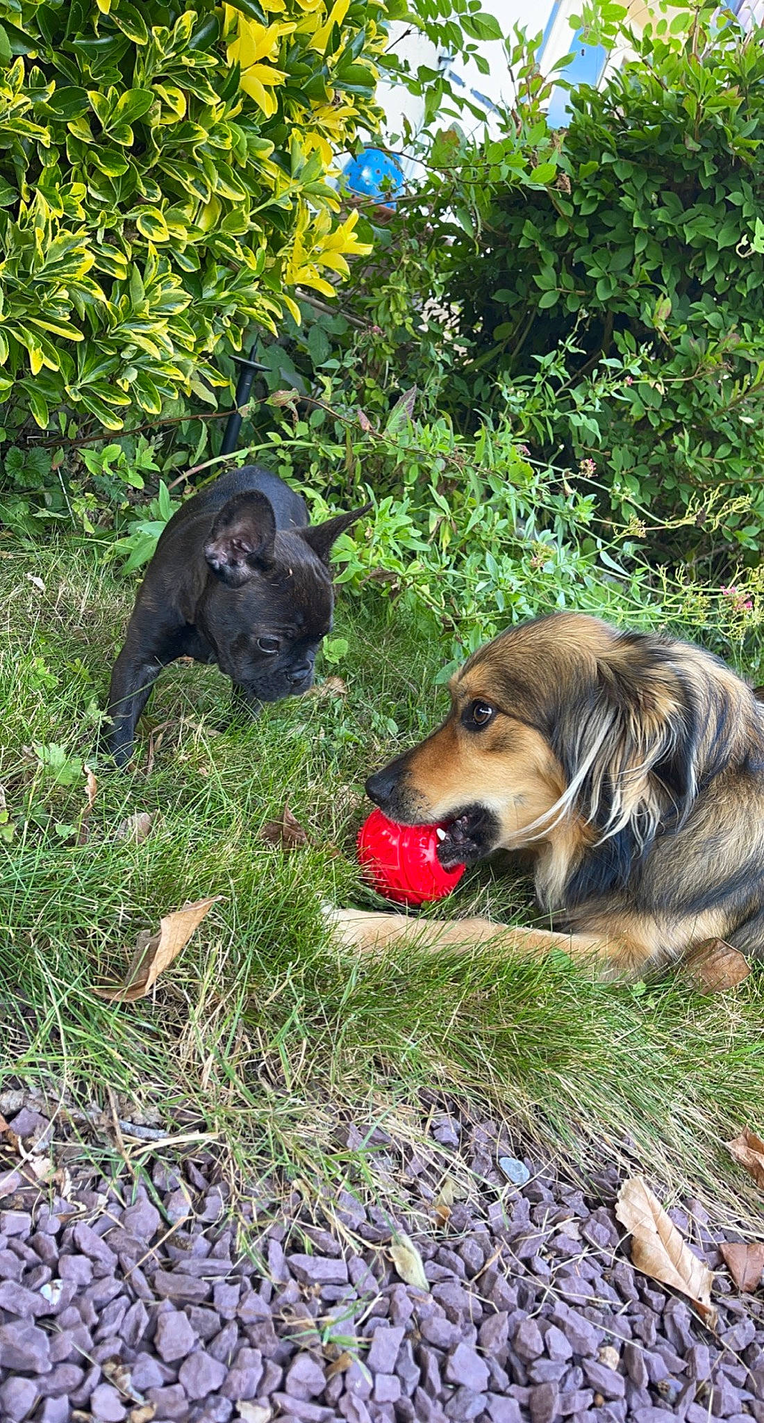 Sanga participe au concours pour gagner de l'argent avec cette photo : canidae, carnivore, companion_dog, dog, dog_breed, fawn, grass, groundcover, gun_dog, liver, plant, snout, sporting_group, terrestrial_animal, tree, wildlife, working_animal, working_dog