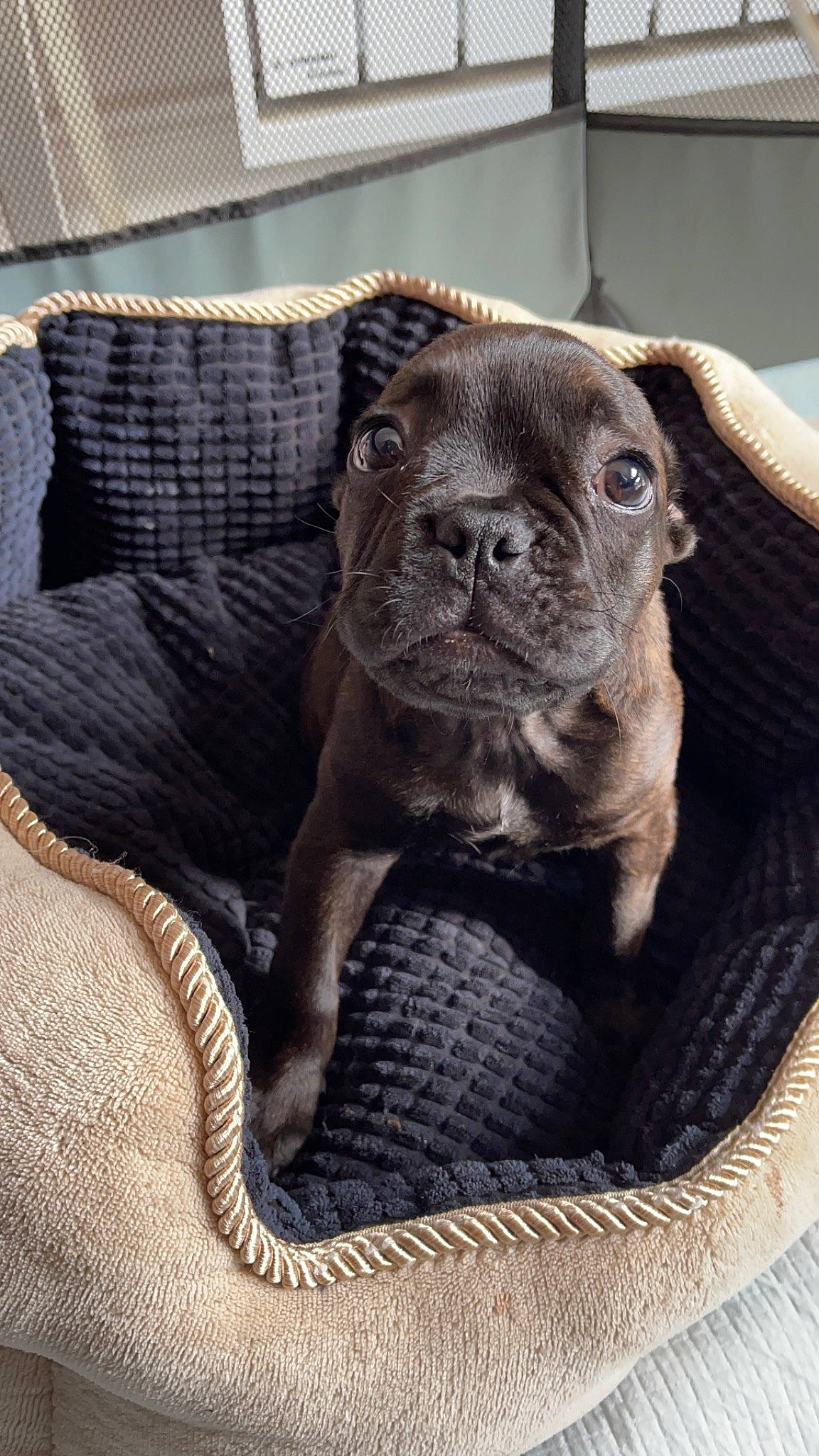 Sanga a rejoint le concours — aidez-le/la à gagner de superbes lots ! canidae, carnivore, comfort, companion_dog, couch, dog, dog_breed, eye, fawn, fur, liver, pet_supply, pug, snout, sporting_group, terrestrial_animal, toy_dog, whiskers, working_animal, wrinkle