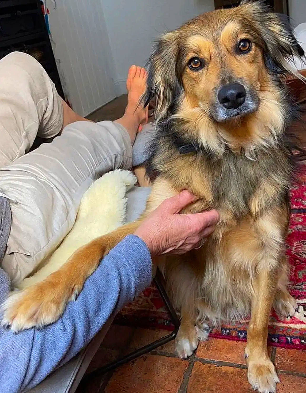 Pancho a rejoint le concours — aidez-le/la à gagner de superbes lots ! canidae, carnivore, comfort, companion_dog, dog, dog_breed, fawn, fur, sitting, snout, sporting_group, working_dog