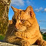 alert, animal, blue_sky, cat, closeup, daylight, fur, ginger_cat, mammal, moss, nature, outdoor, pet, portrait, relaxing, resting, stone, sunlight, tree, whiskers