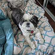Trixie joined the competition — help win amazing prizes! dog, pet, bed, blanket, indoor, fur, black_and_white, small_dog, canine, relaxed, cozy, comfort, floor, mirror, collar, tag, lying_down, home, pattern, cute