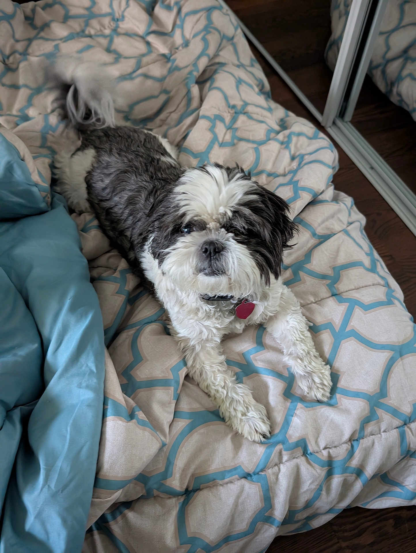 Trixie joined the competition — help win amazing prizes! dog, pet, bed, blanket, indoor, fur, black_and_white, small_dog, canine, relaxed, cozy, comfort, floor, mirror, collar, tag, lying_down, home, pattern, cute