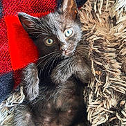 Oliver is registered to the contest to win money with this photo: animal, black_cat, blanket, closeup, cozy, cute, ears, eyes, feline, fur, indoor, kitten, paw, pet, resting, rug, soft, texture, whiskers, young