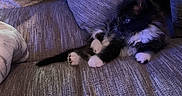 Tuxedo is registered to the contest to win money with this photo: kitten, cat, couch, pillow, indoor, pet, feline, fur, relaxing, cozy, home, animal, cute, black_and_white, resting, soft, texture, small, young, comfort