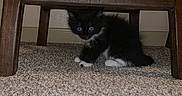 Tuxedo is registered to the contest to win money with this photo: animal, black_and_white, carpet, cat, curious, cute, eyes, feline, floor, fur, home, indoor, kitten, pet, playful, shadow, small, whiskers, wooden_chair, young