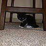 Tuxedo is registered to the contest to win money with this photo: kitten, cat, black_and_white, carpet, wooden_chair, indoor, pet, animal, small, fur, cute, young, eyes, playful, floor, feline, shadow, home, curious, whiskers