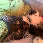 Tuxedo is registered to the contest to win money with this photo: kitten, cat, black_and_white, whiskers, eyes, blanket, cozy, fur, pet, indoor, closeup, cute, animal, resting, soft, texture, relaxed, young, feline, playful