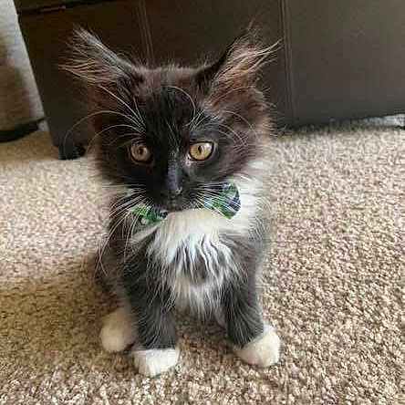 Tuxedo joined the competition — help win amazing prizes! kitten, cat, bow_tie, carpet, indoor, pet, feline, cute, fur, whiskers, sitting, curious, small, adorable, black_and_white, animal, young, domestic, portrait, household